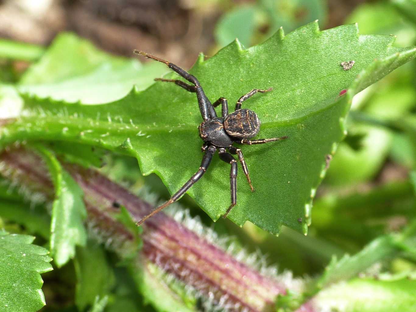 Maschio di Xysticus sp. - Tolfa (RM)
